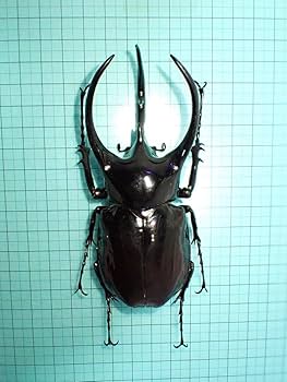 ★昆虫標本★【オオクツワムシ】マレーシア産Archbacris tenuipes まるで機械音？マレーシアの巨大バッタ。オオクツワムシ